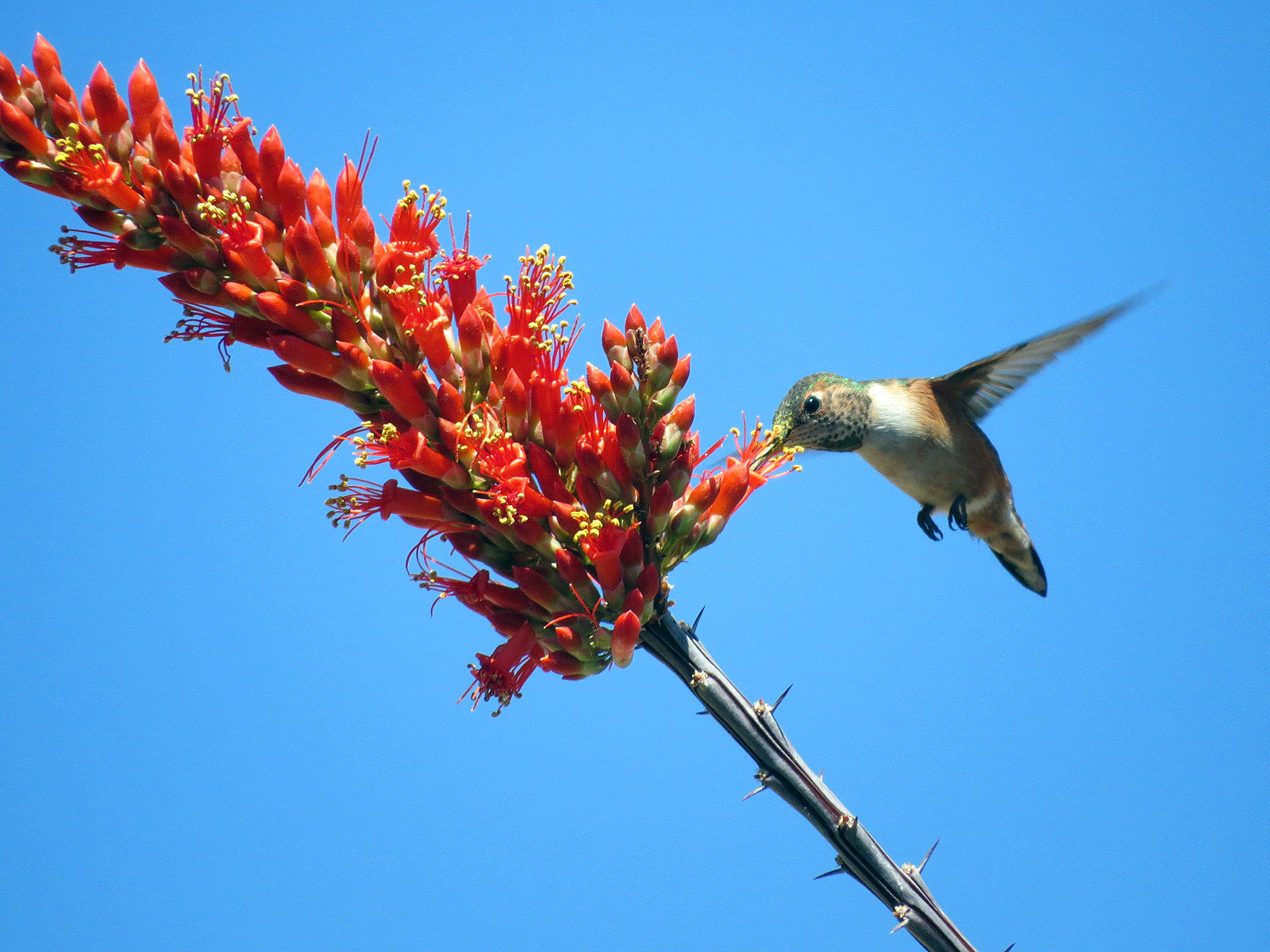 Hummingbirds from backyards and beyond